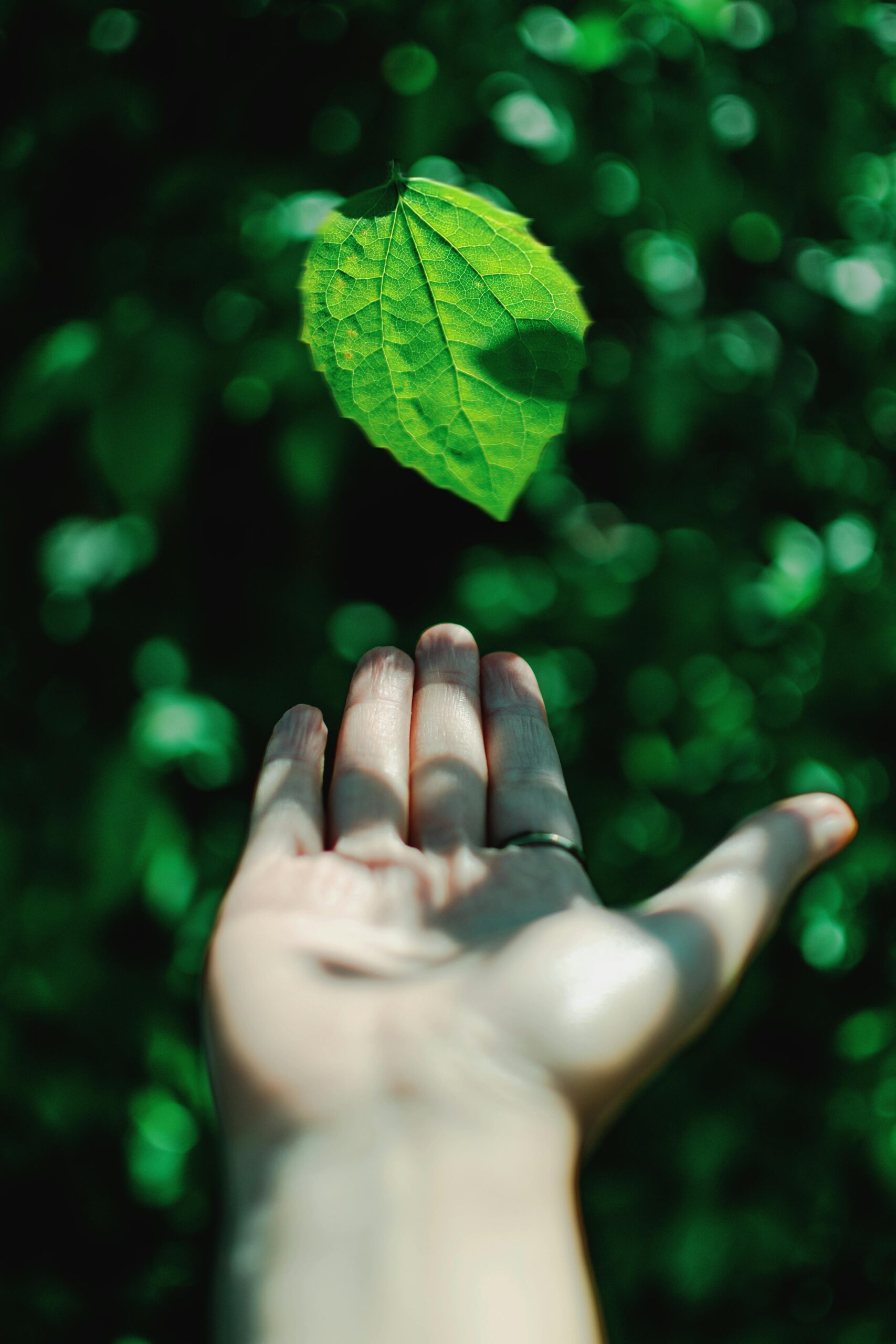 hand reaching out to leaf in wilderness
